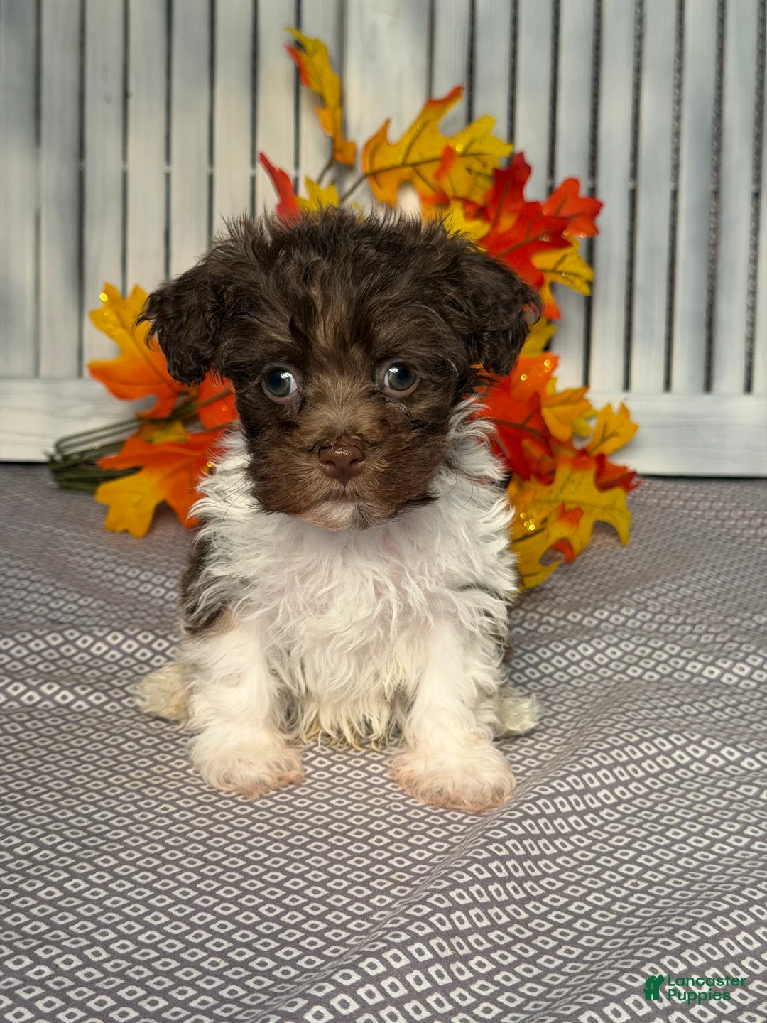 Havapoo dogs for sale: Kyle - Ad 1