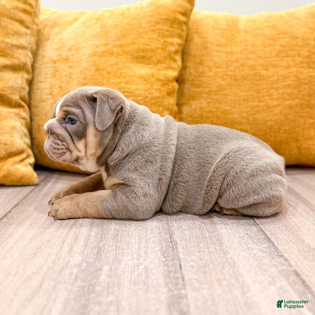 English Bulldog dogs Eleanor - Ad 2