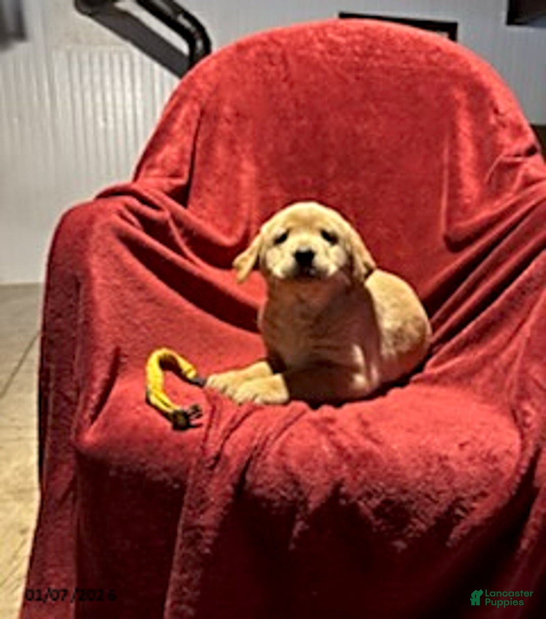 Goldador dogs for sale: Anne - Ad 4