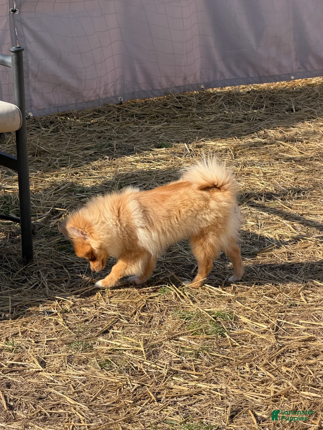 Pomeranian dogs for sale: Pomeranian Puppy 1 - Ad 2