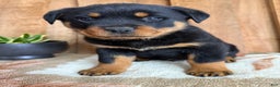 Rottweiler dogs for sale: Luke - Ad 2