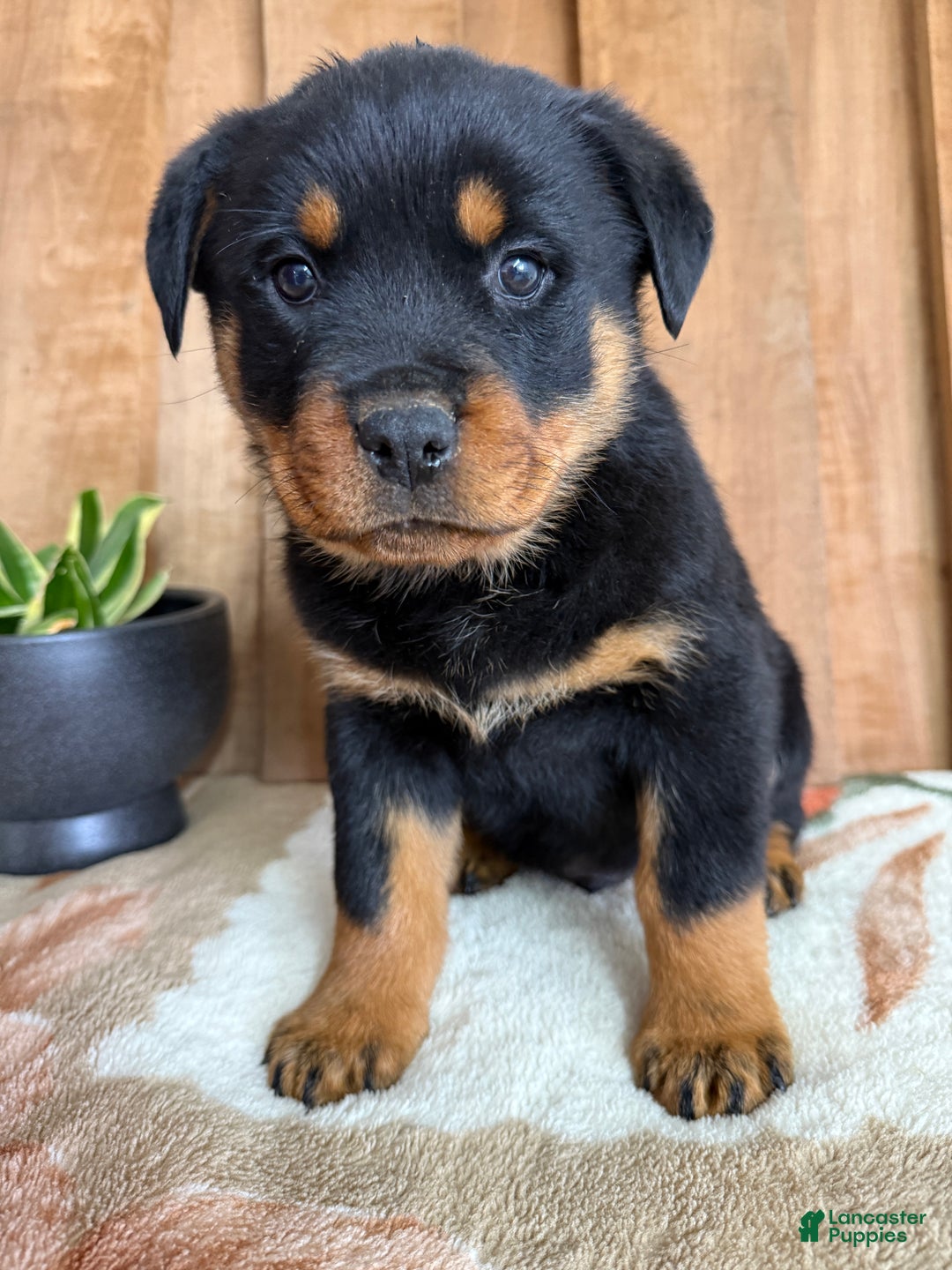 Rottweiler dogs for sale: Luke - Ad 2