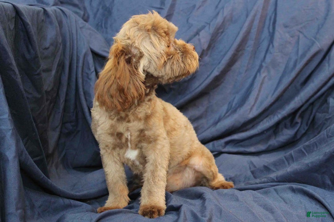 Shihpoo dogs for sale: Austin - Ad 3