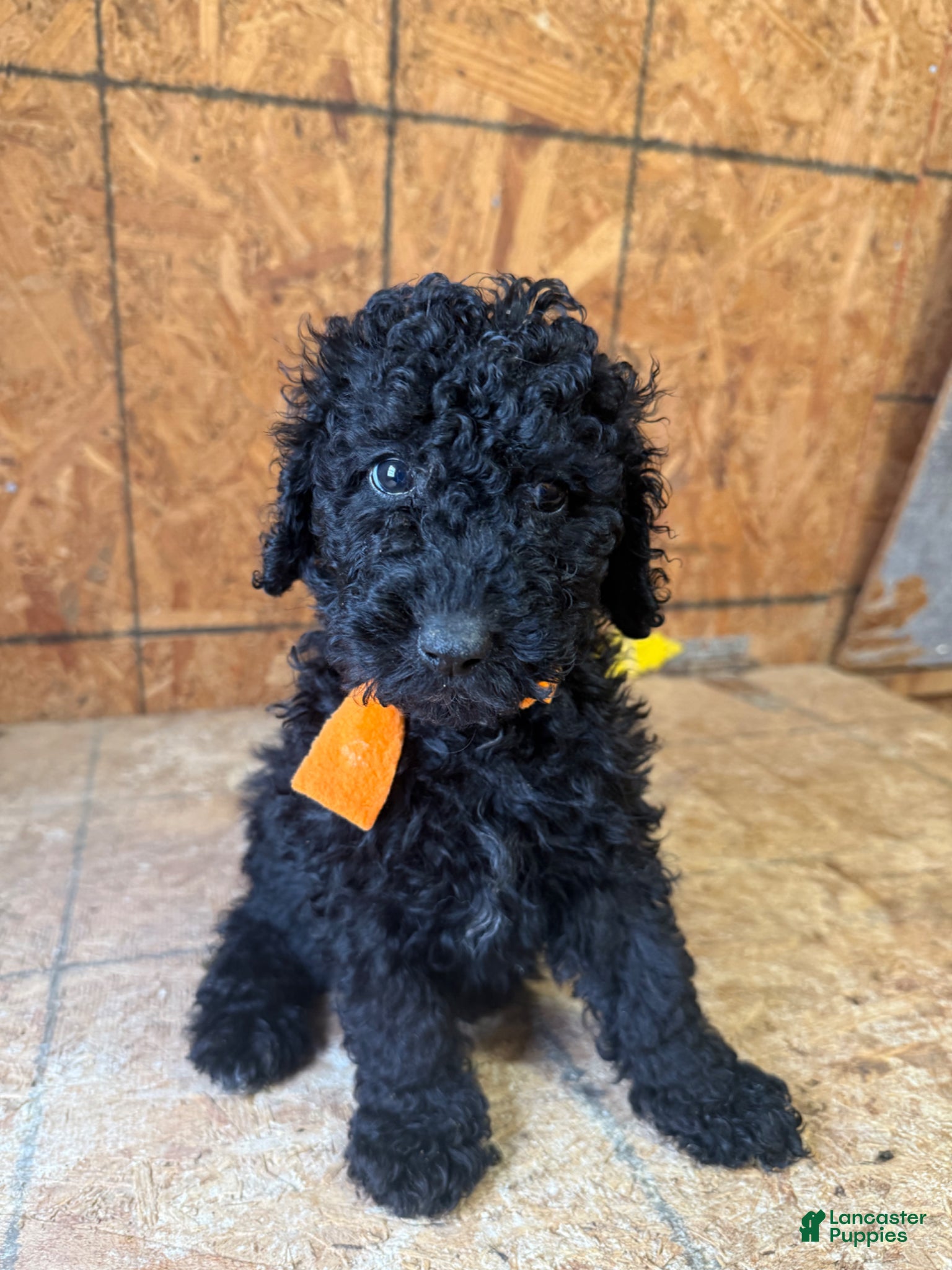 Standard Poodle dogs Orange girl - Ad 2
