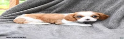 Cavalier King Charles Spaniel dogs for sale: Spritely - Ad 3