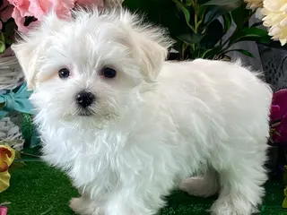 Maltese dogs Macy - Ad 34