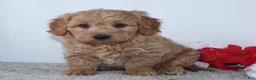 Mini Goldendoodle dogs for sale: Ian - Ad 4