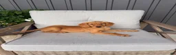 Golden Retriever dogs for sale: Golden Retriever 11 - Ad 4