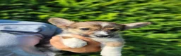 Welsh Corgi Pembroke dogs for sale: Cedar - Ad 5