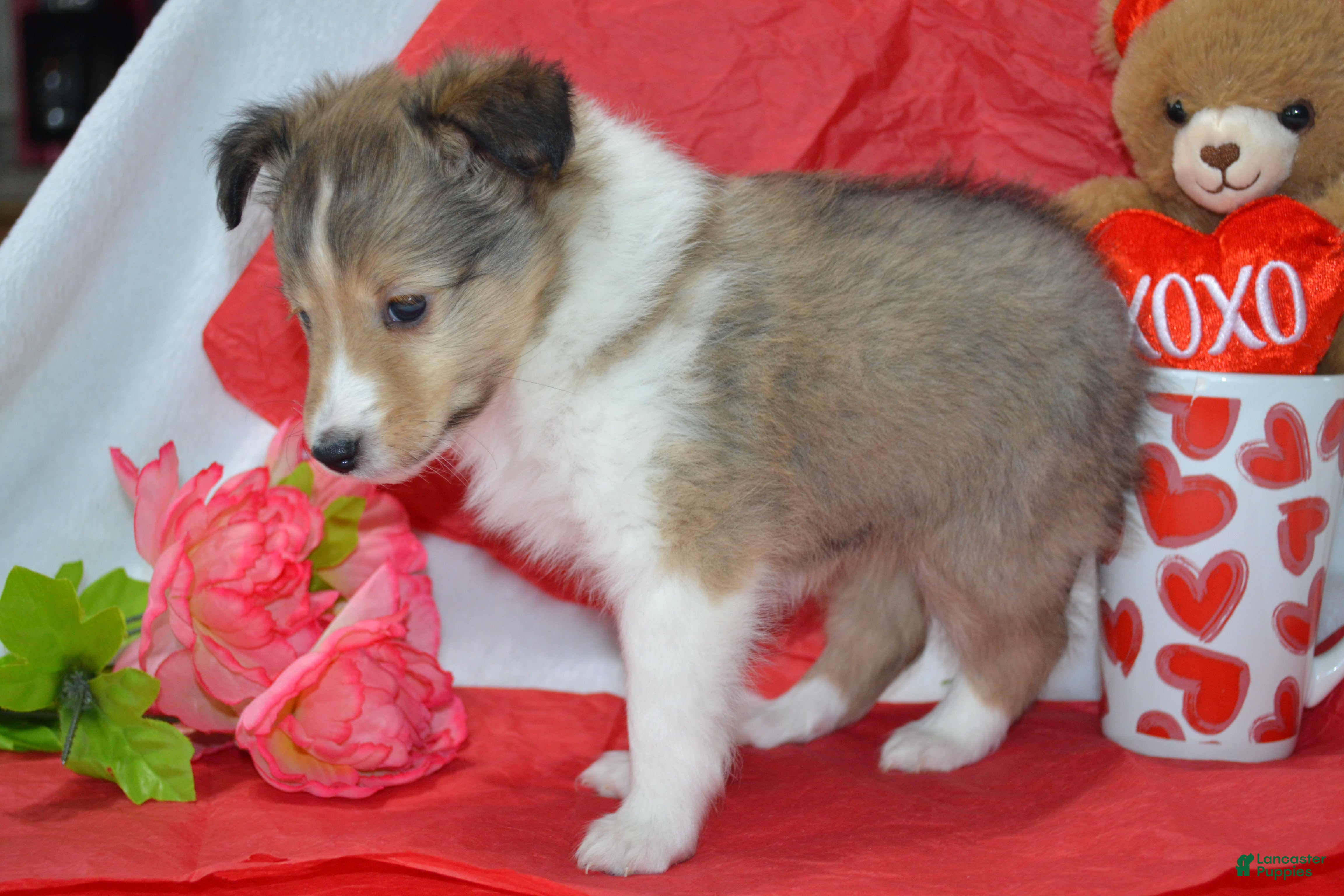 Shetland Sheepdog dogs Cherie - Ad 2