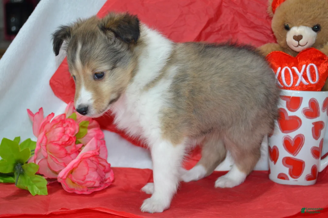 Shetland Sheepdog dogs for sale: Cherie - Ad 1