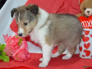 Shetland Sheepdog dogs Cherie - Ad 2
