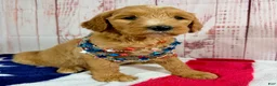 Goldendoodle dogs for sale: Daisy - Ad 1
