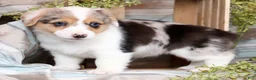 Welsh Corgi Pembroke dogs for sale: Teresa - Ad 6