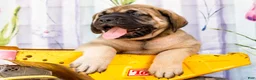 English Mastiff dogs for sale: Max - Ad 5