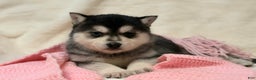 Alaskan Klee Kai dogs for sale: Aspen  - Ad 3