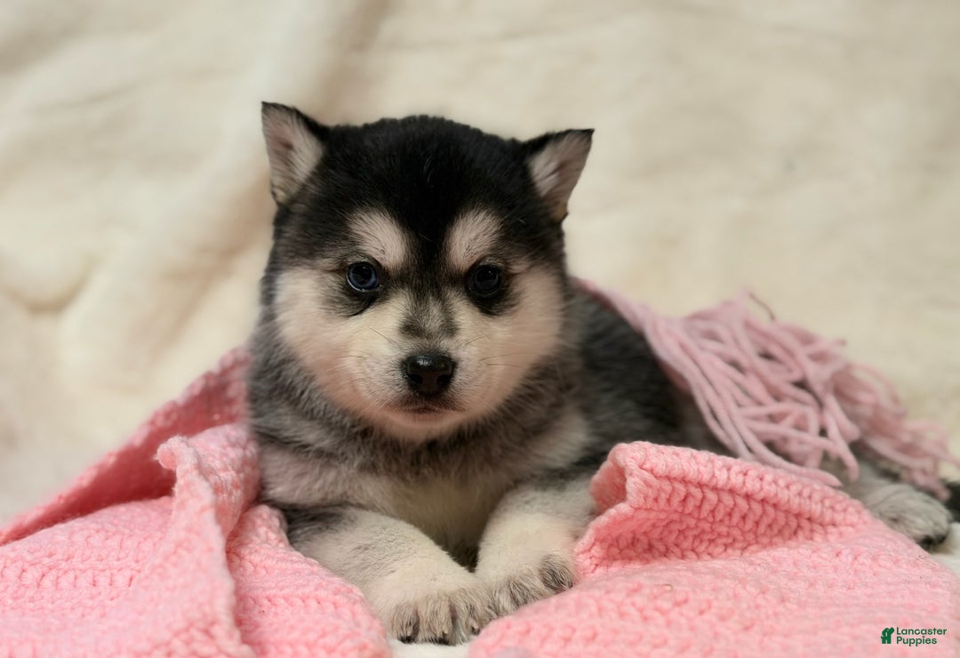 Alaskan Klee Kai dogs for sale: Aspen  - Ad 3