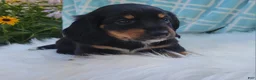Miniature Dachshund dogs for sale: Venture  - Ad 21