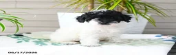 Miniature Poodle dogs for sale: Quicksilver - Ad 3