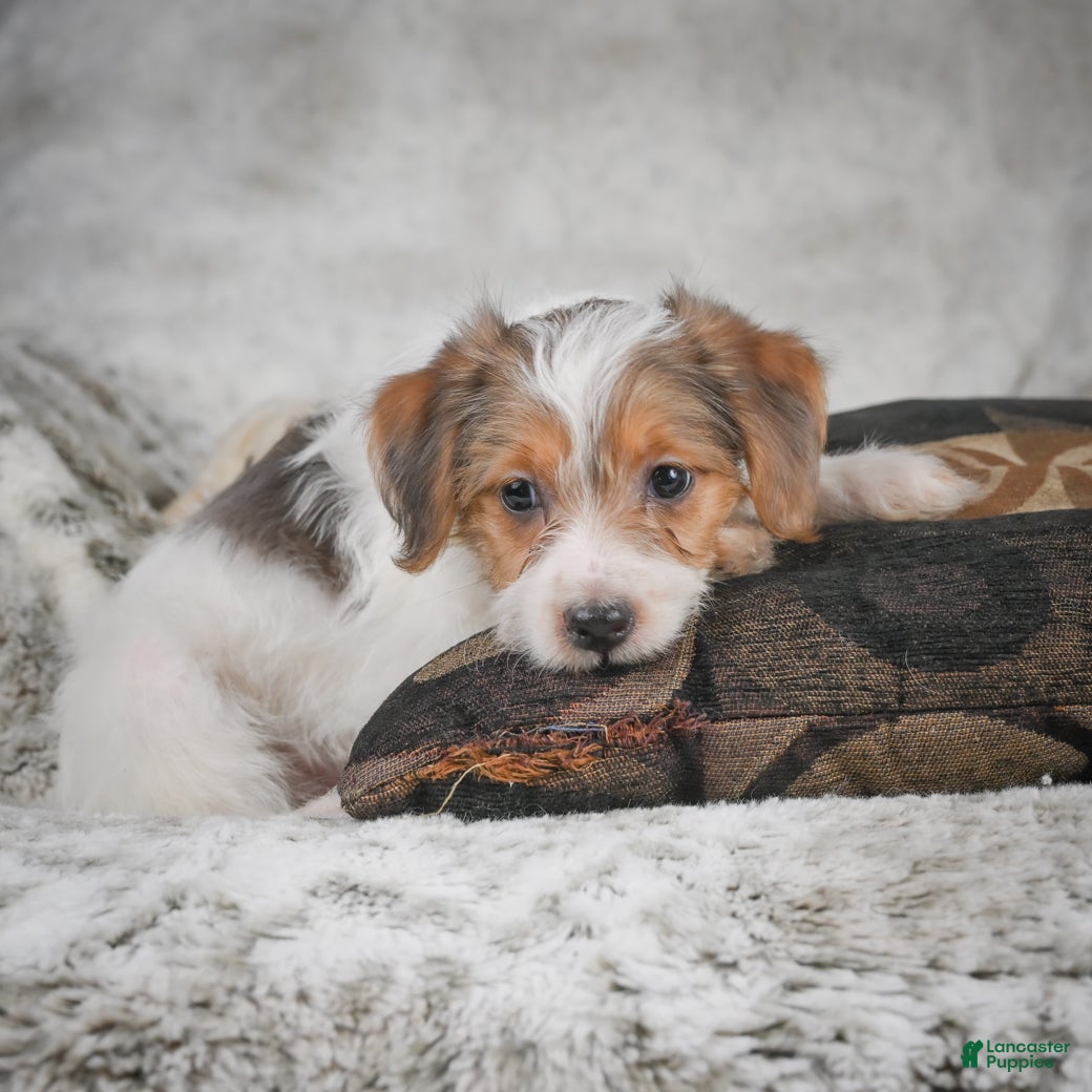 Mixed Breed dogs Chioe - Ad 1
