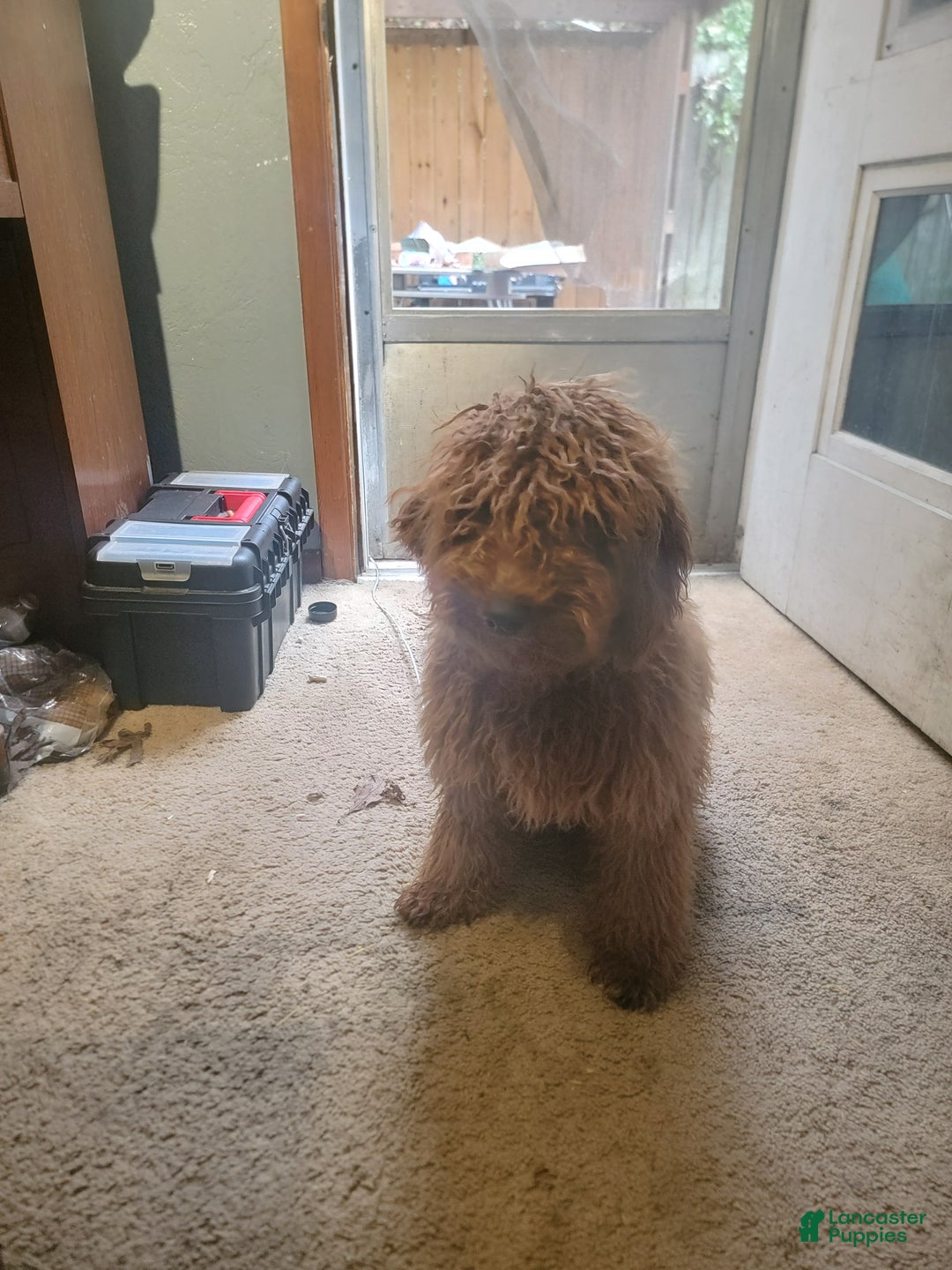 Mini Goldendoodle dogs for sale: Mini Goldendoodle Puppy 1 - Ad 2