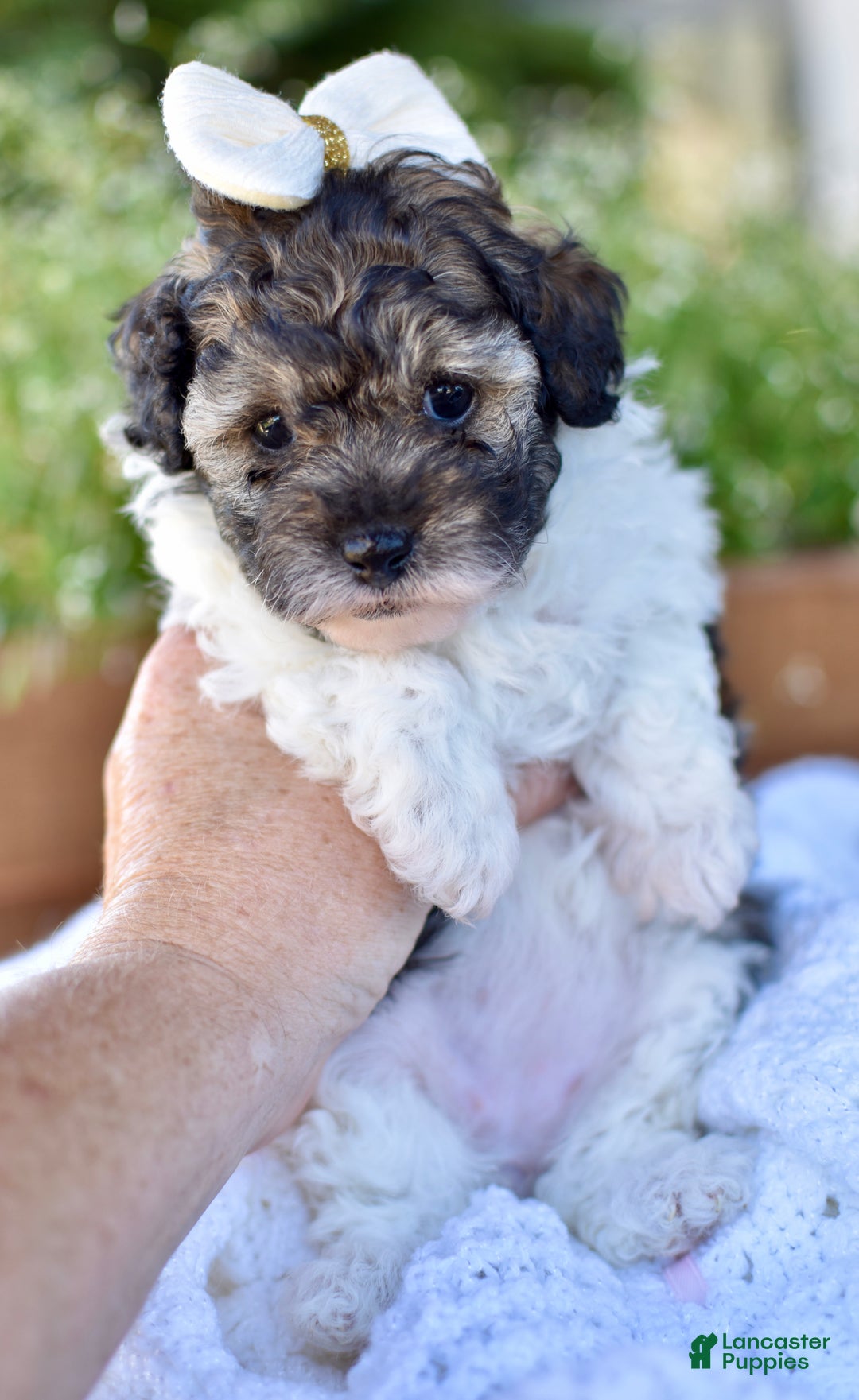 Miniature Poodle dogs for sale: Daisy - Ad 2