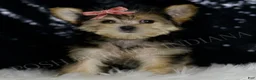 Morkie dogs for sale: Leah - Ad 2