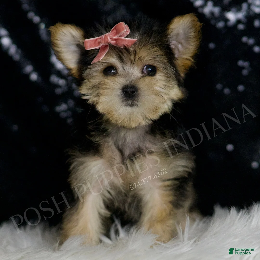 Morkie dogs for sale: Leah - Ad 2