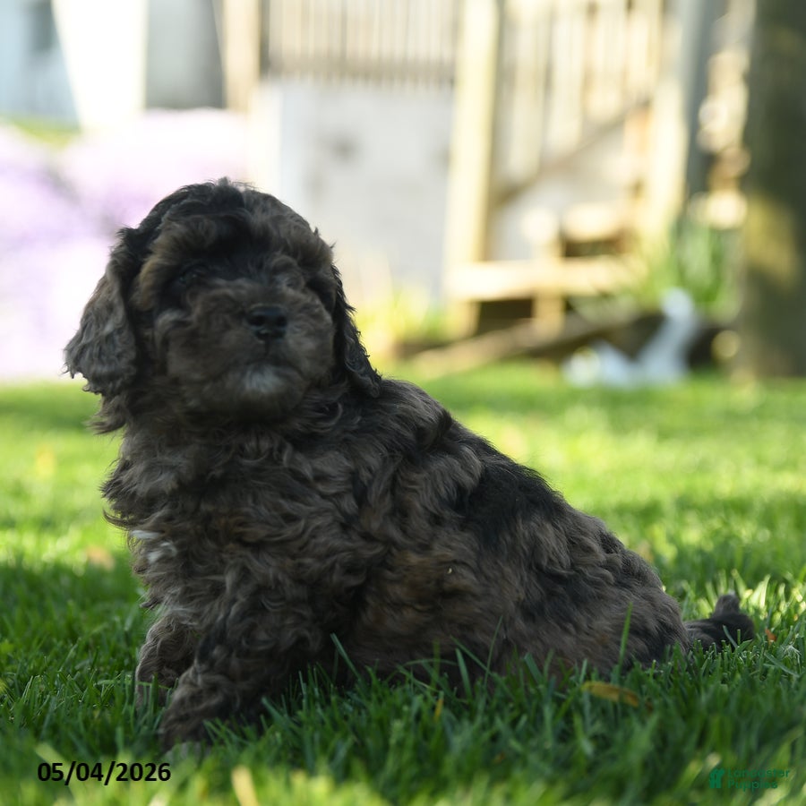 Mini Aussiedoodle dogs Paparika - Ad 2