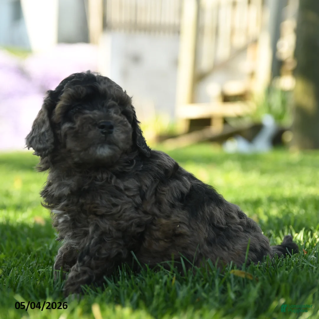 Mini Aussiedoodle dogs for sale: Paparika - Ad 2