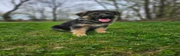German Shepherd dogs for sale: Denali  - Ad 7