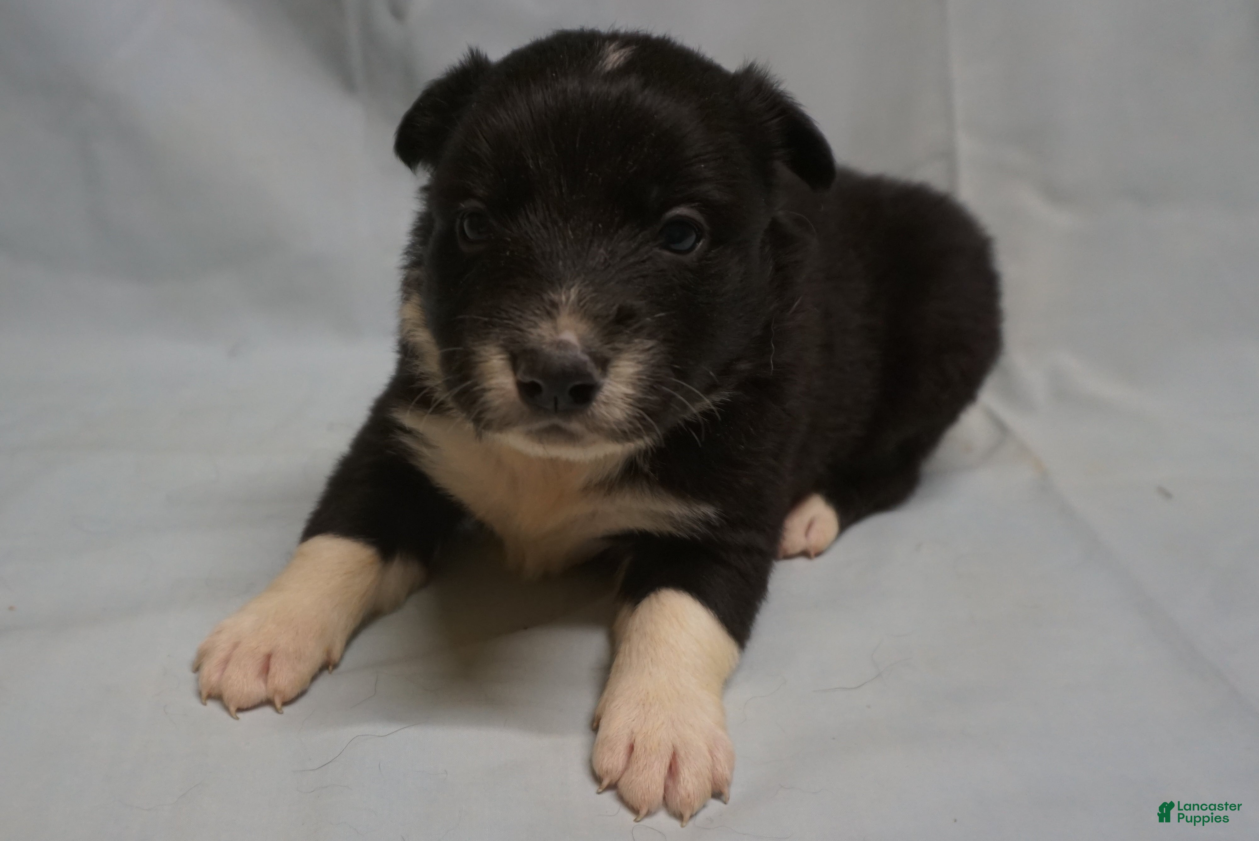 Border Collie dogs Winnie,   Puppy 2 - Ad 41