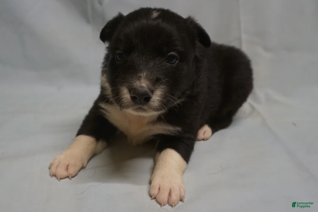 Border Collie dogs for sale: Winnie,   Puppy 2 - Ad 1