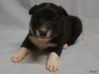 Border Collie dogs Winnie, Puppy 2 - Ad 41