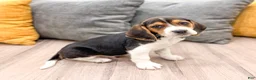 Beagle dogs for sale: Snickers - Ad 3