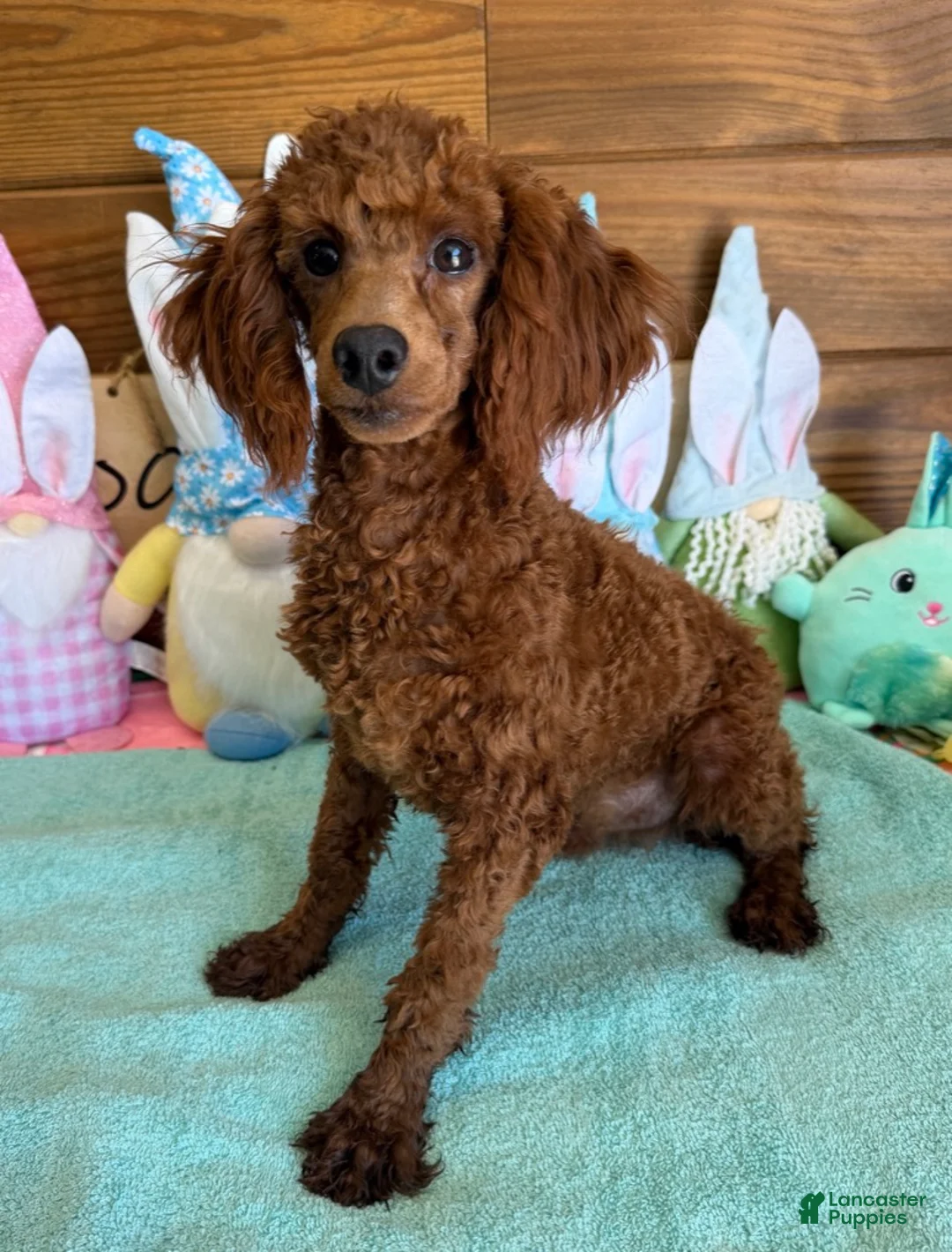 Toy Poodle dogs for sale: Landon - Ad 3