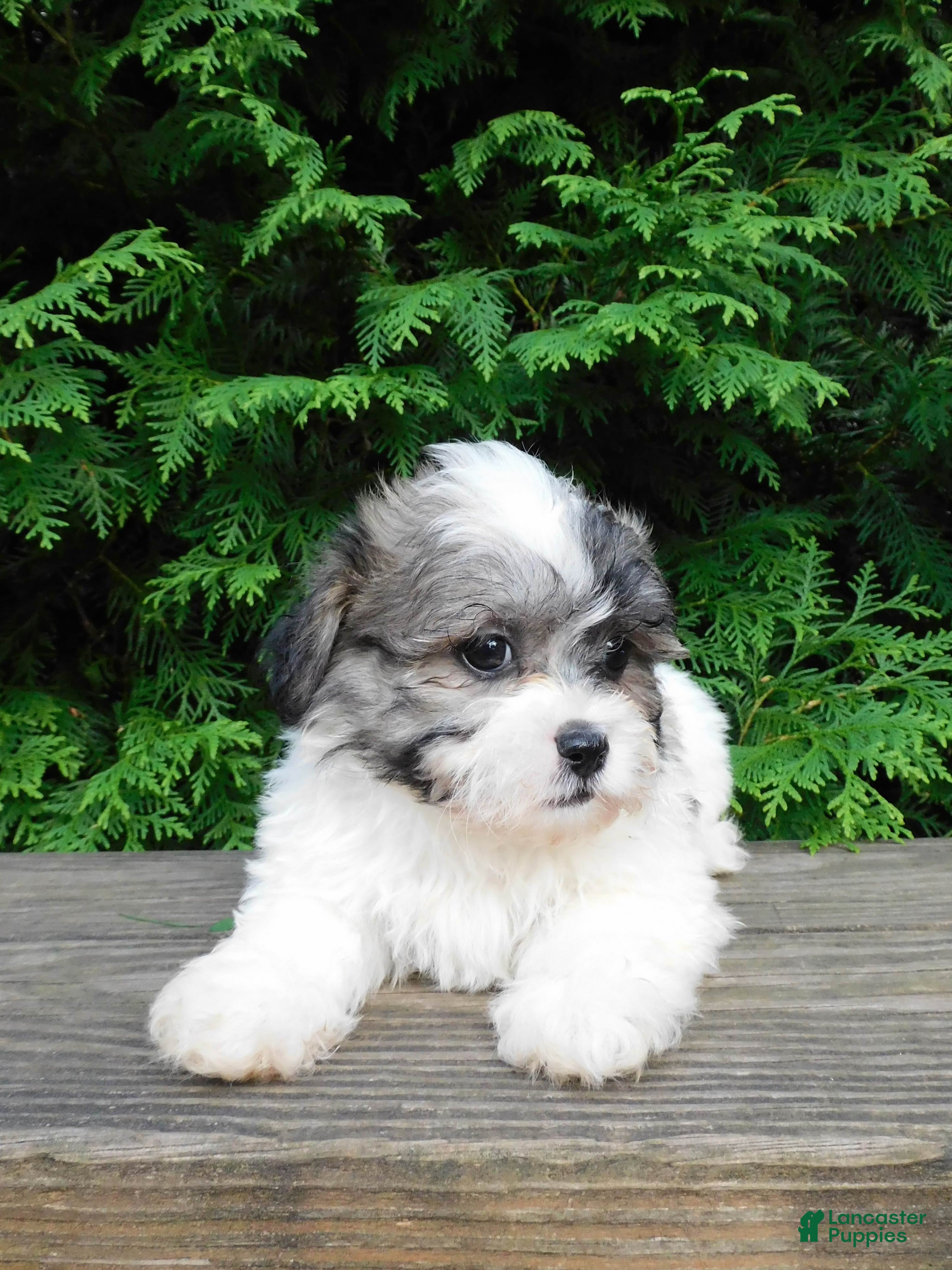 Teddy Bear dogs Jeffy - Ad 2