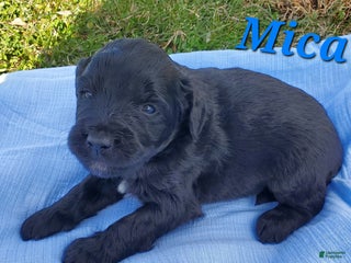 Mixed Breed dogs - Ad 11