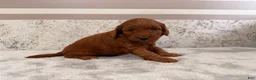 Mini Goldendoodle dogs for sale: Cora - Ad 3