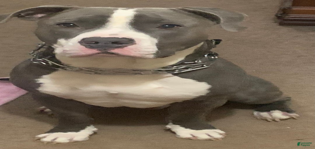 Gallery Image {{count}}