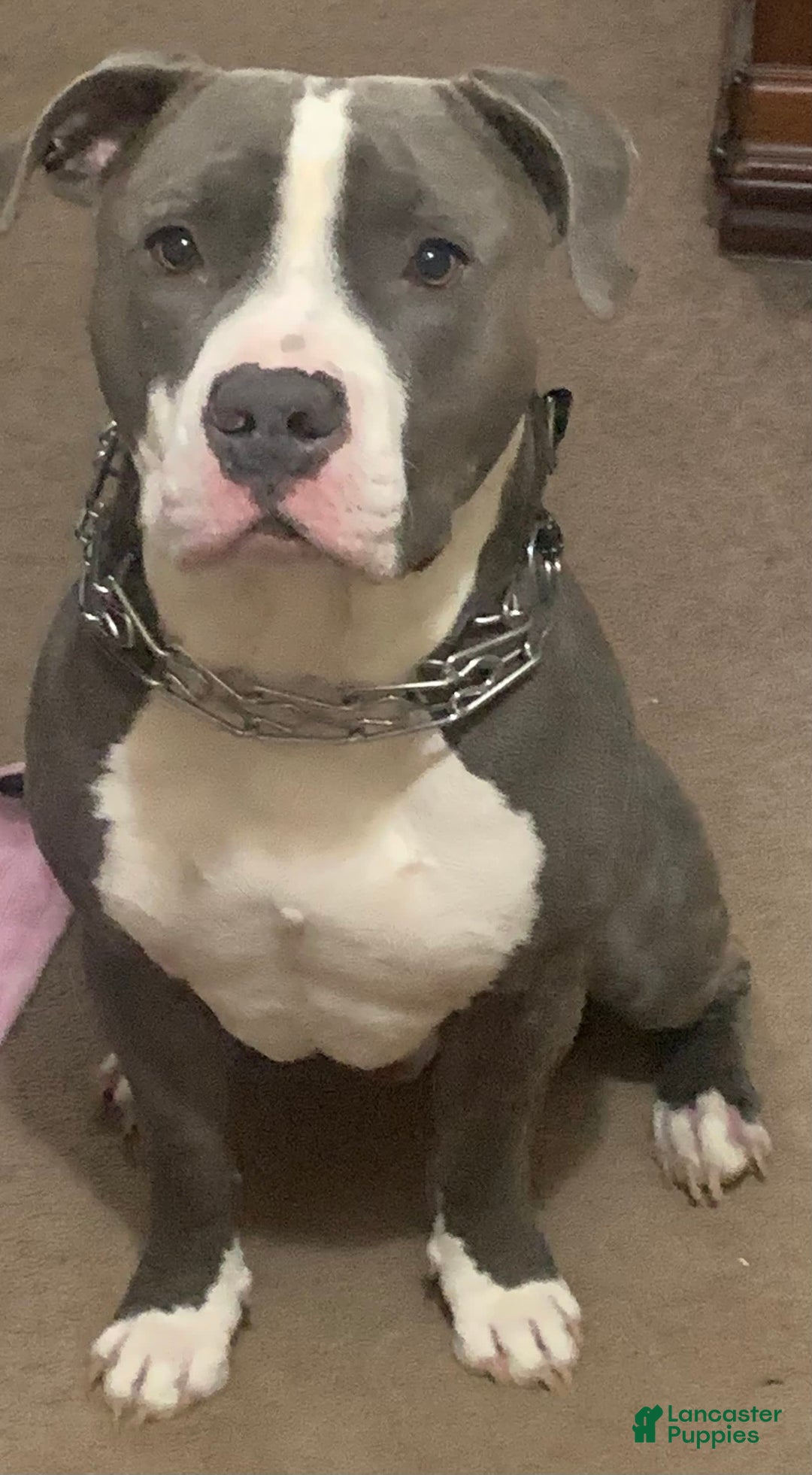 Gallery Image {{count}}