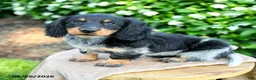 Miniature Dachshund dogs for sale: Tiana  - Ad 2