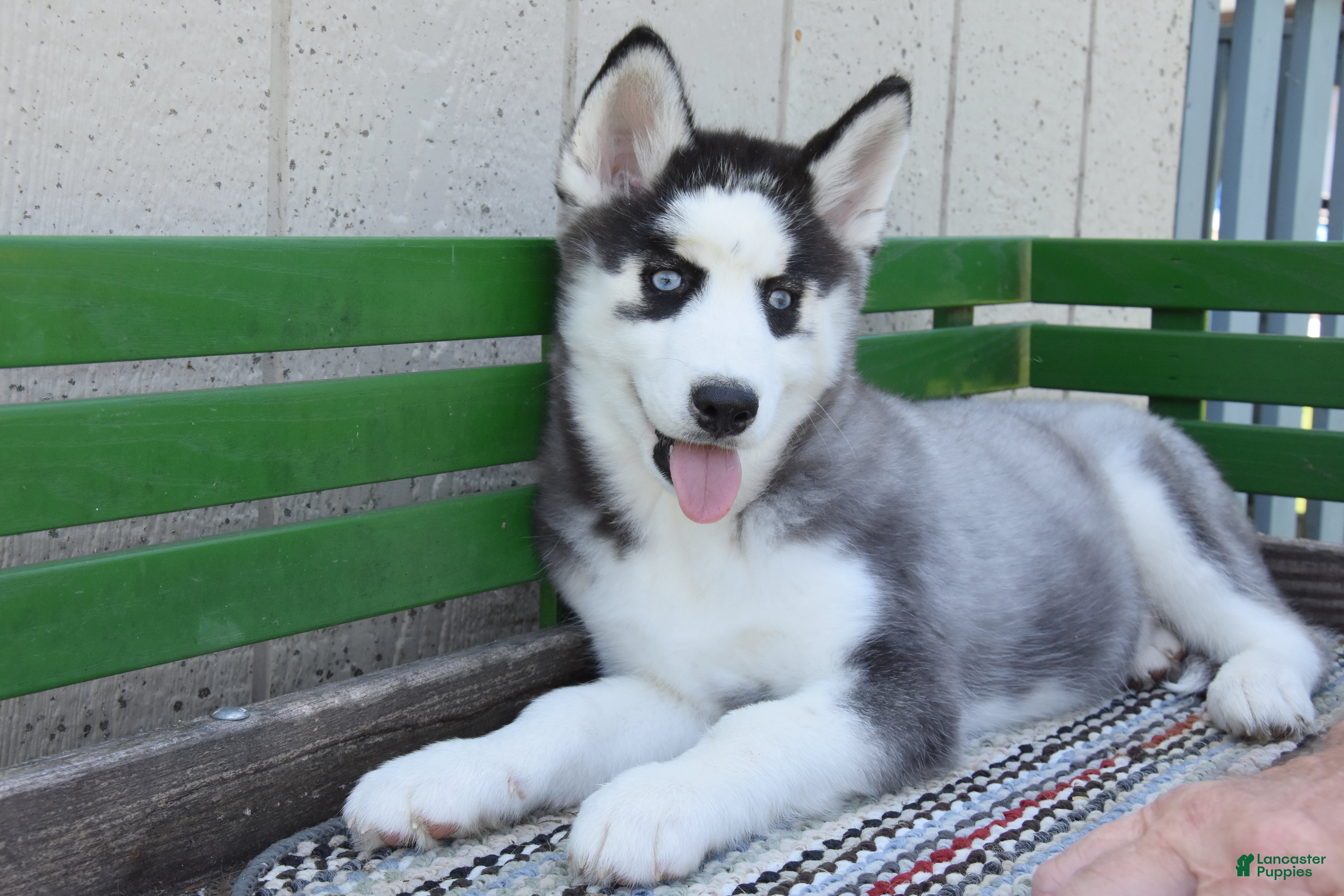 Siberian Husky dogs Hartley - Ad 1