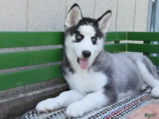 Siberian Husky dogs for sale: Hartley - Ad 4