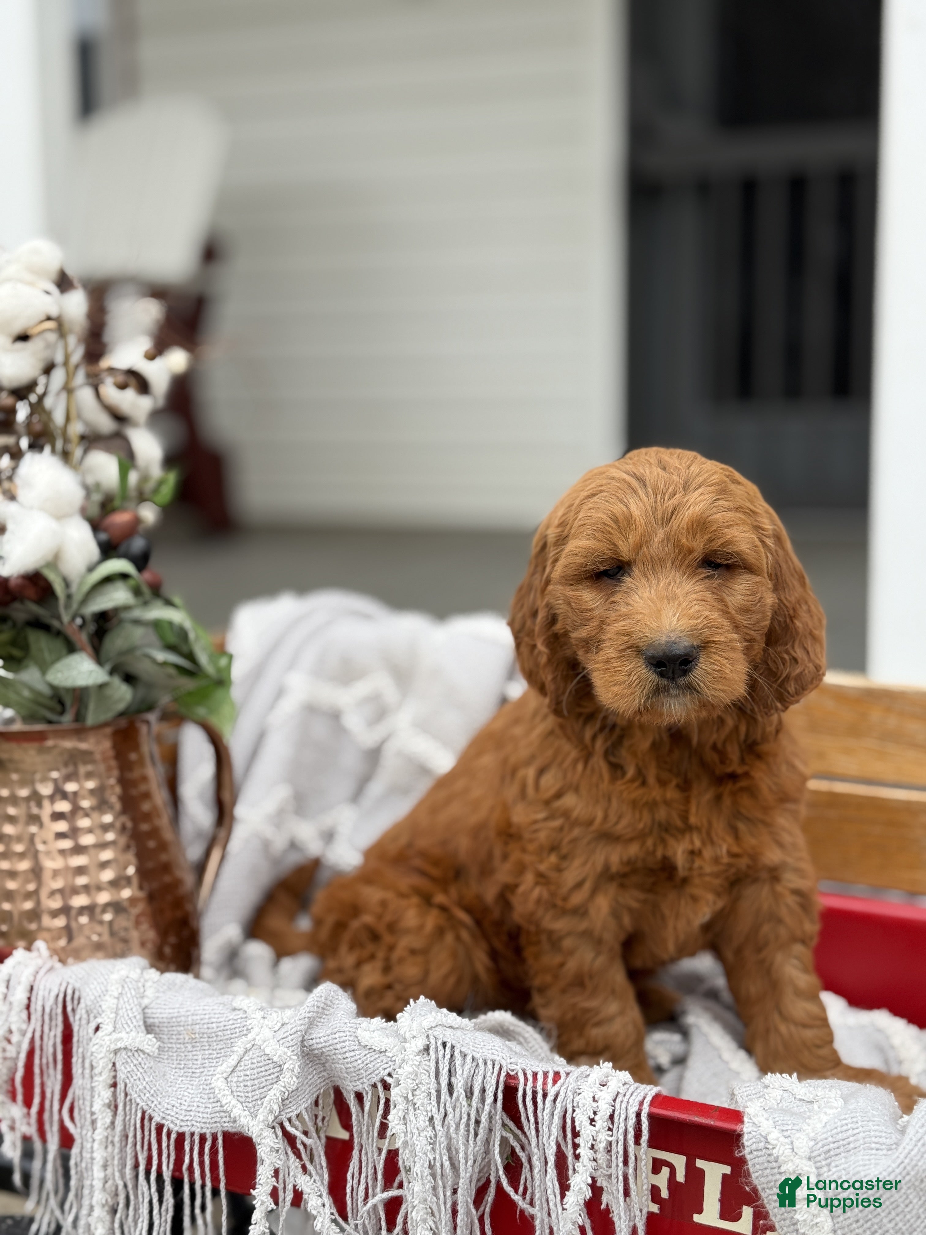 Goldendoodle dogs Ozzie - Ad 1