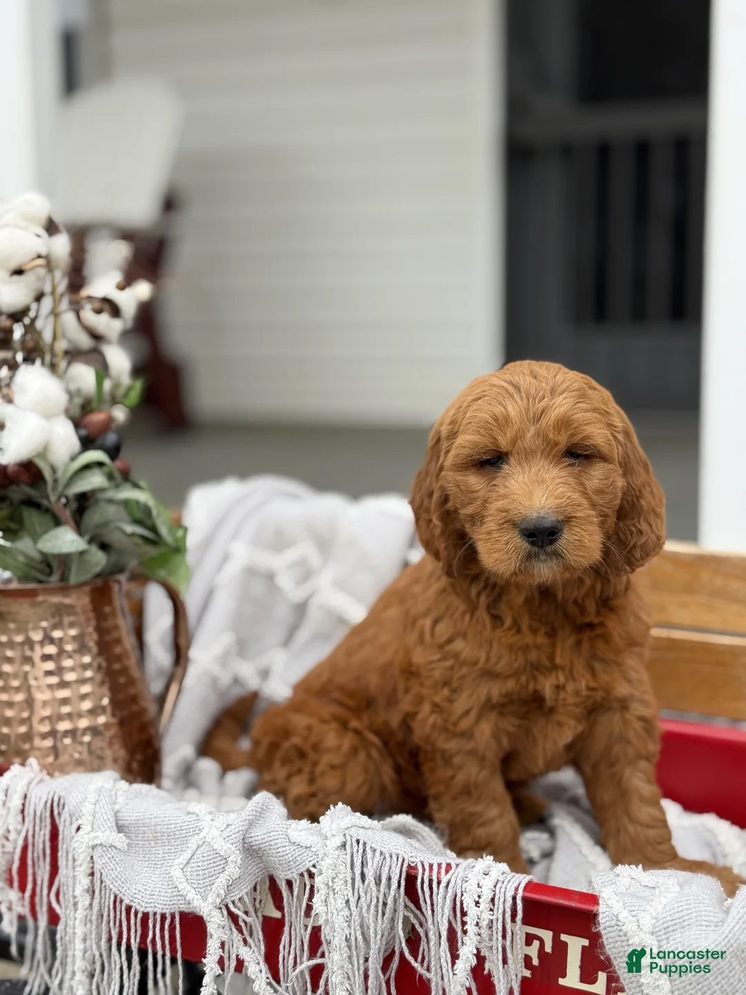 Goldendoodle dogs for sale: Ozzie - Ad 1