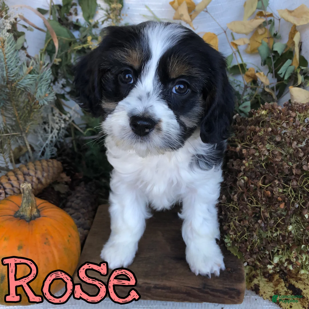 Mixed Breed dogs for sale: Mixed Breed 3 - Ad 2