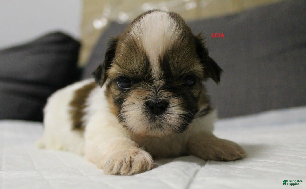 Shih Tzu dogs Lela - Ad 28