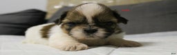 Shih Tzu dogs for sale: Lela - Ad 1