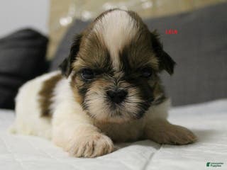 Shih Tzu dogs Lela - Ad 28